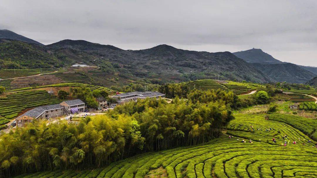 福鼎佳阳:"村企"联姻走出强村富民路