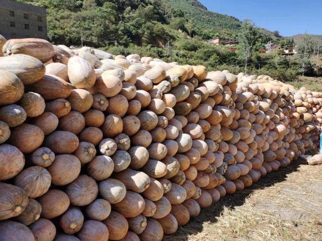 大村,小村等7个村民小组,总户数505户1989人,这里气候温润,物产丰富