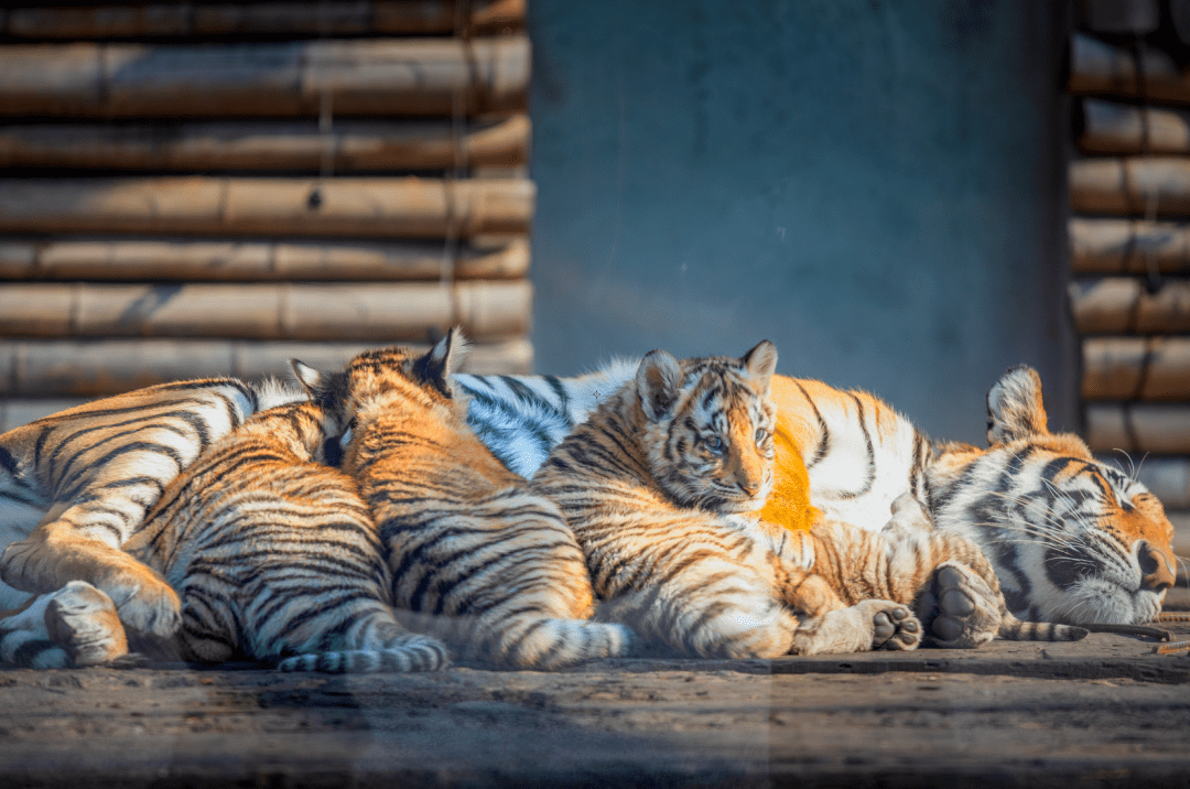 看动物花式晒太阳,龙之梦动物世界这些"新"玩法你get了吗?_长兴