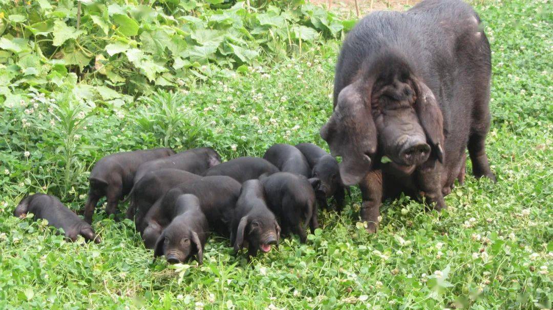 东海老淮猪新标准要来了!
