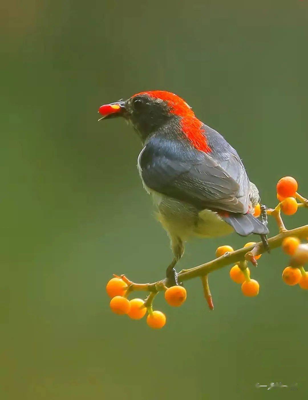 朱背啄花鸟,红背红心肝
