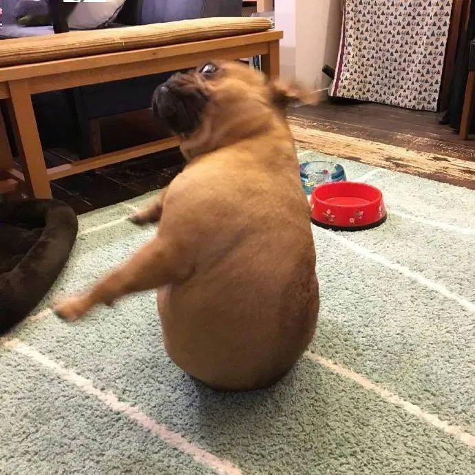 毛孩子哈士奇特别安静，铲屎官觉得不对劲就去瞄一下...瞬间血压飙升！