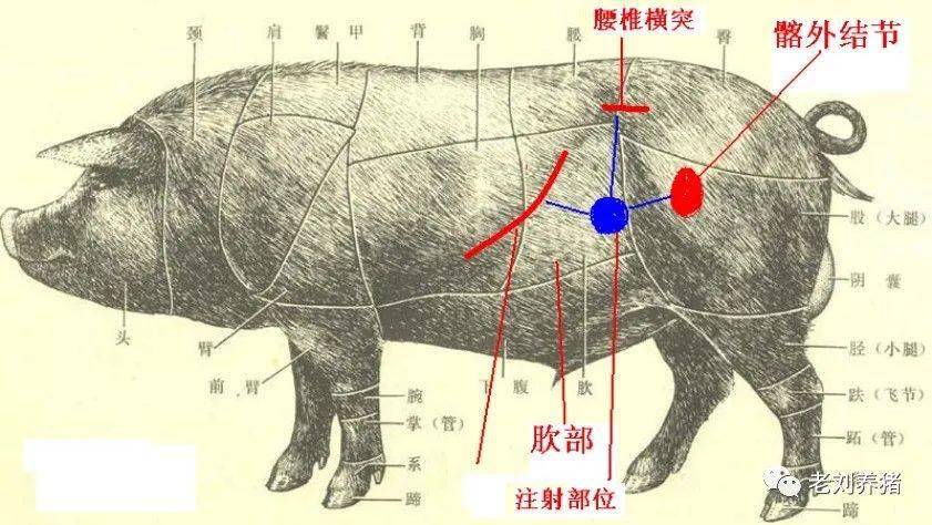 猪的动脉血管分布图图片