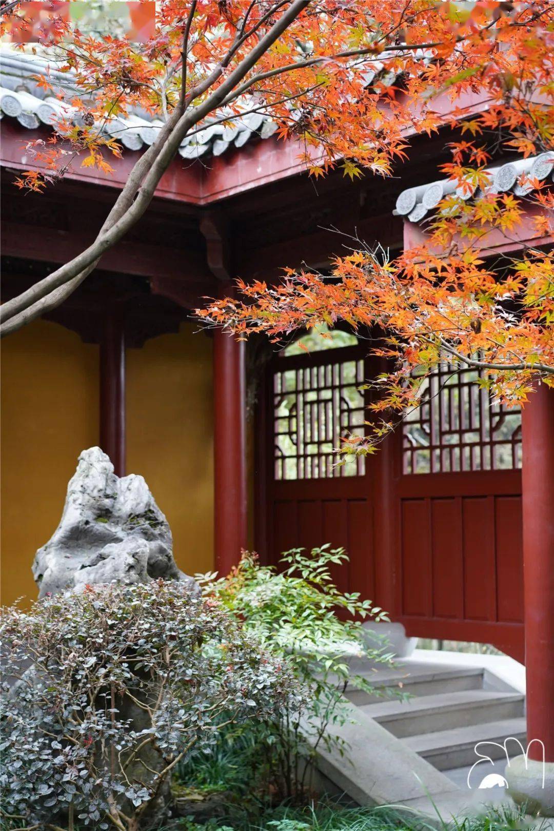 永福寺枫叶总算是红了