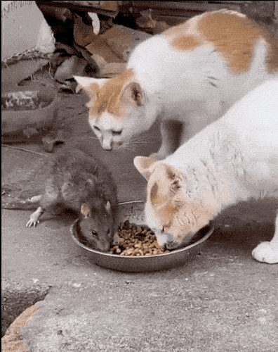 在其他地方是猫抓老鼠,在广东是猫和老鼠