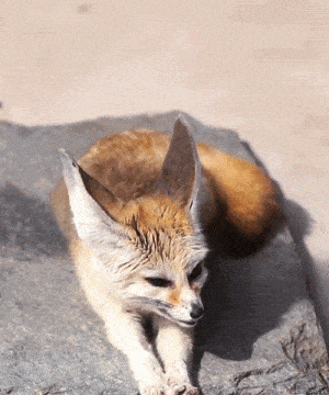 汉以后,狐狸的名声开始变臭,狐狸也一下子从祥瑞变成了狐媚,阴毒的"坏