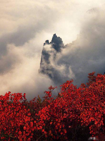 满山红|来看看重庆巫山三峡红叶正红时