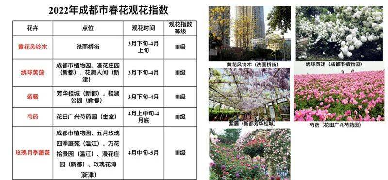 树王|公园城市观花指数来啦！腊梅、芙蓉、还有1900年“树王”......