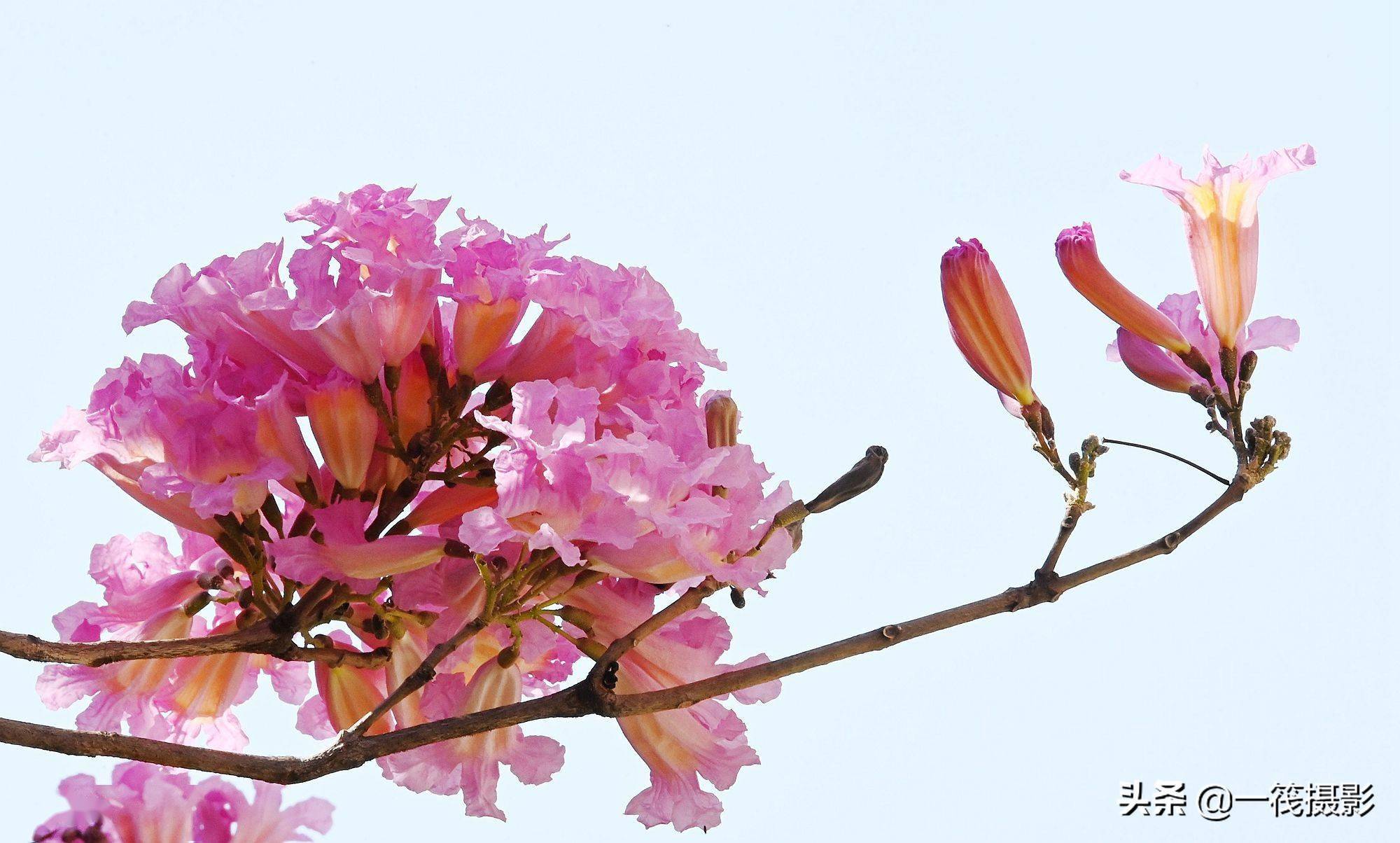 紫花风铃木的逆光之美