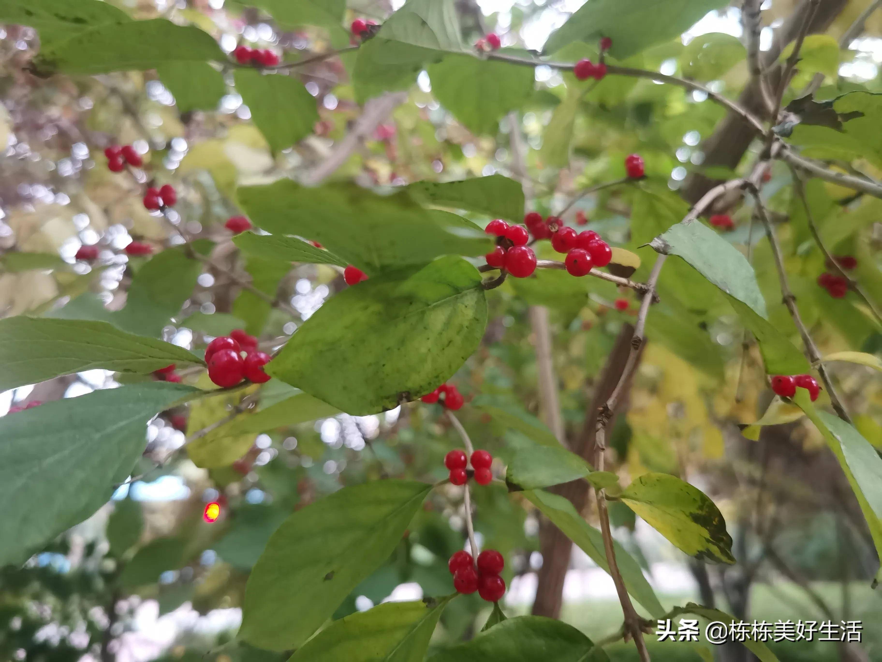 这种小红果子,不知道名字,很像小红豆