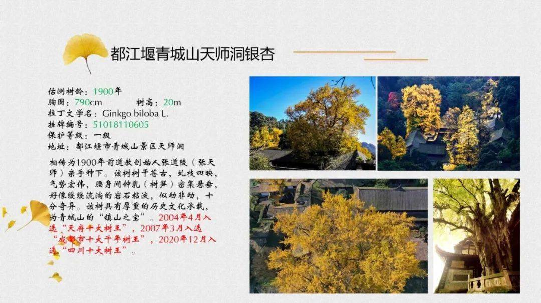 树王|公园城市观花指数来啦！腊梅、芙蓉、还有1900年“树王”......