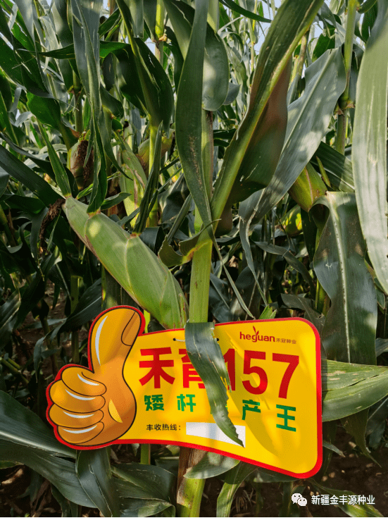 禾育57玉米品种图片