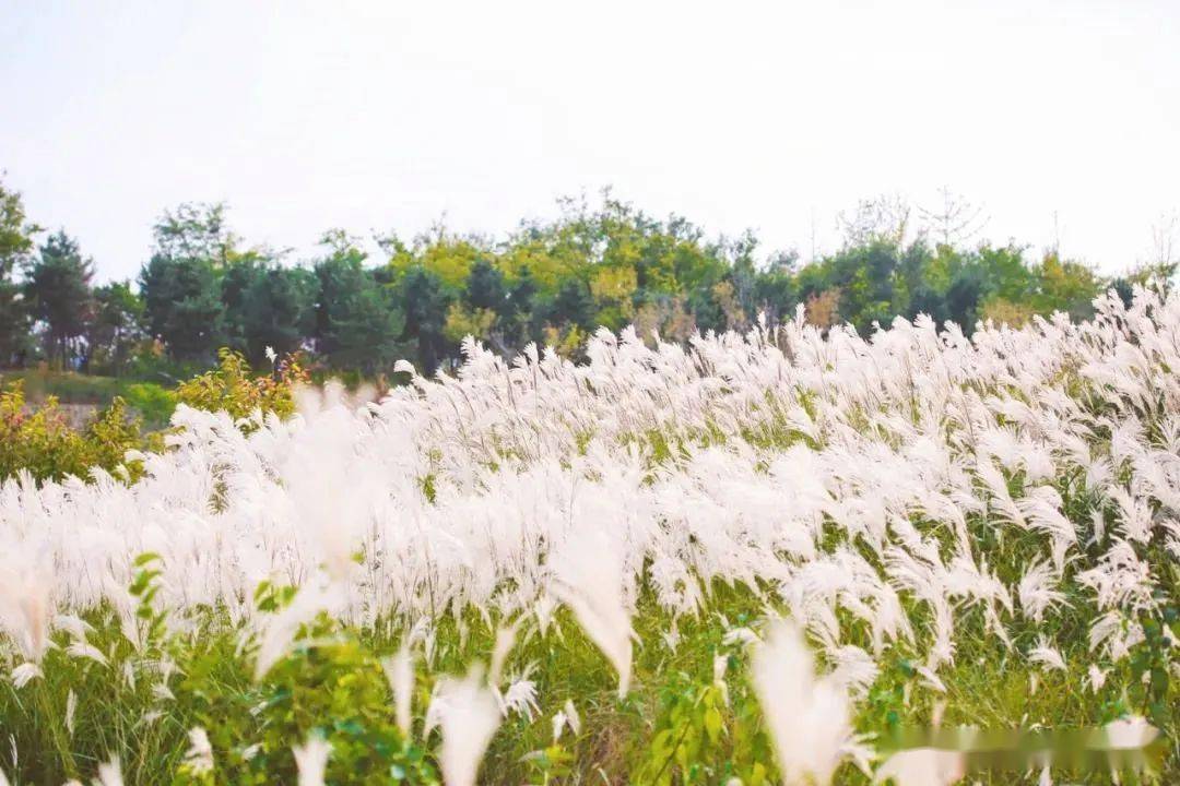 芦苇荡|芦花摇，景色醉，烟台这些芦苇荡美得太过分了！