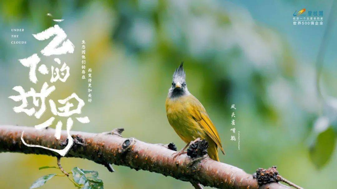 海报国产海报学起来！碧桂园新发布，野味儿十足