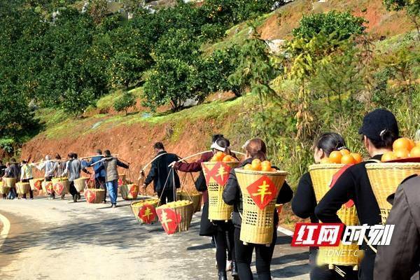 开园|视频 | 邵阳新宁：品香橙 签订单 崀山百里脐橙迎来釆摘季