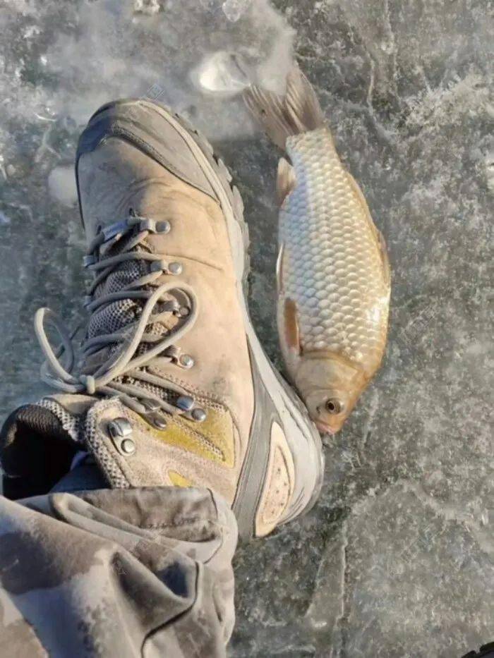 东北冰钓实录之朋友家塘坝垂钓小鲫鱼鱼获还行了