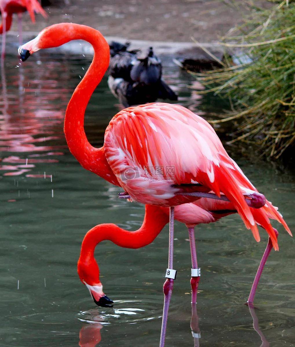 100美丽鸟图欣赏