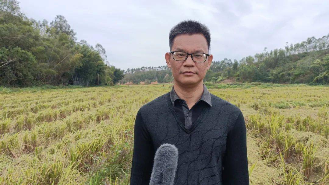博白这个村的丢荒地变良田,200余亩水稻喜获丰收_英桥镇