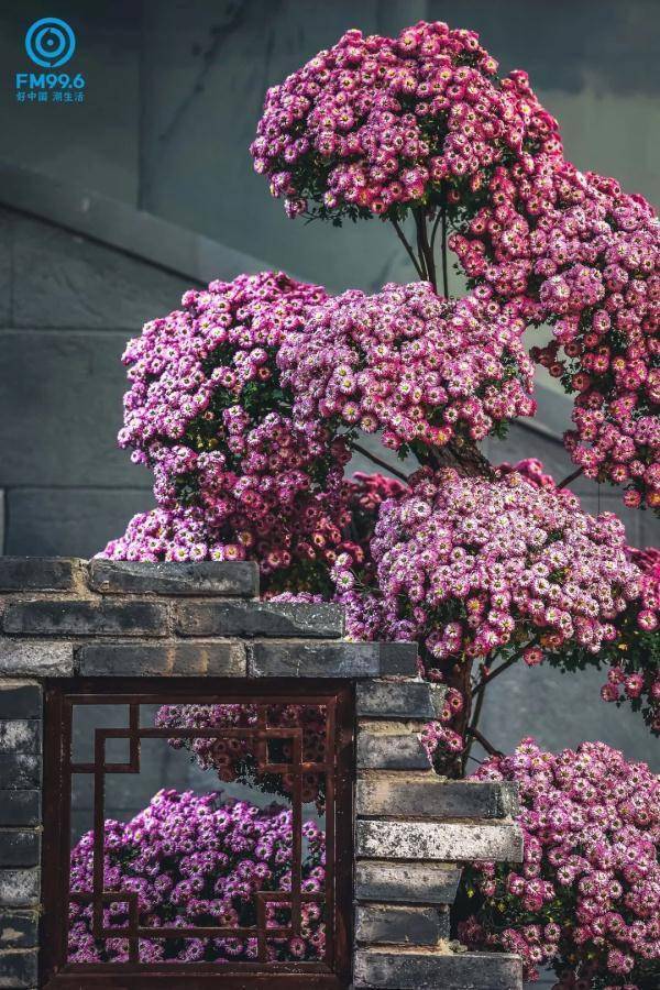 节气|今日小雪，宜读诗喝茶穿棉衣～