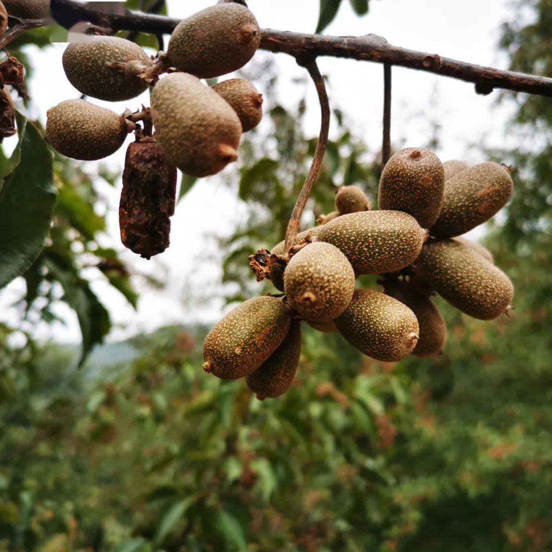野弥猴桃野梨米槠子……请问你认识几种?尝过几样?