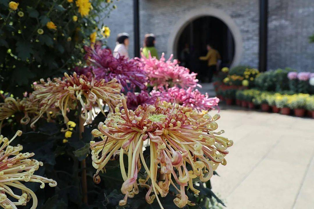 2021禅城菊花展来了喂!