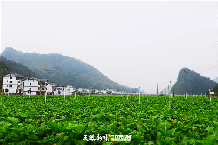 汇川区团泽镇联合党委成为乡村振兴主心骨