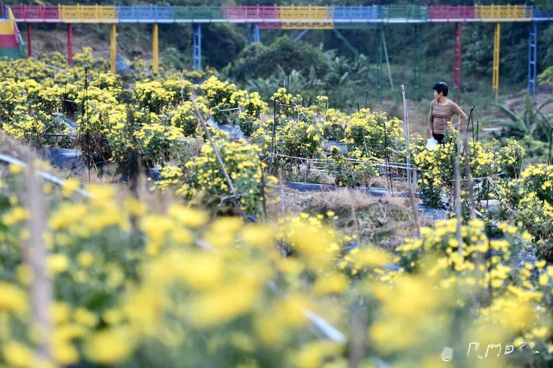 陈忠实|夜读｜种菊