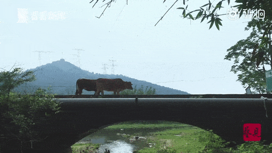 后半夜的梦境奇缘，黄牛化奶奶，爷爷的温柔守望
