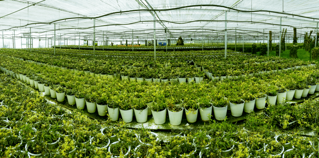 拓展中药材深加工,延伸产业链创效益