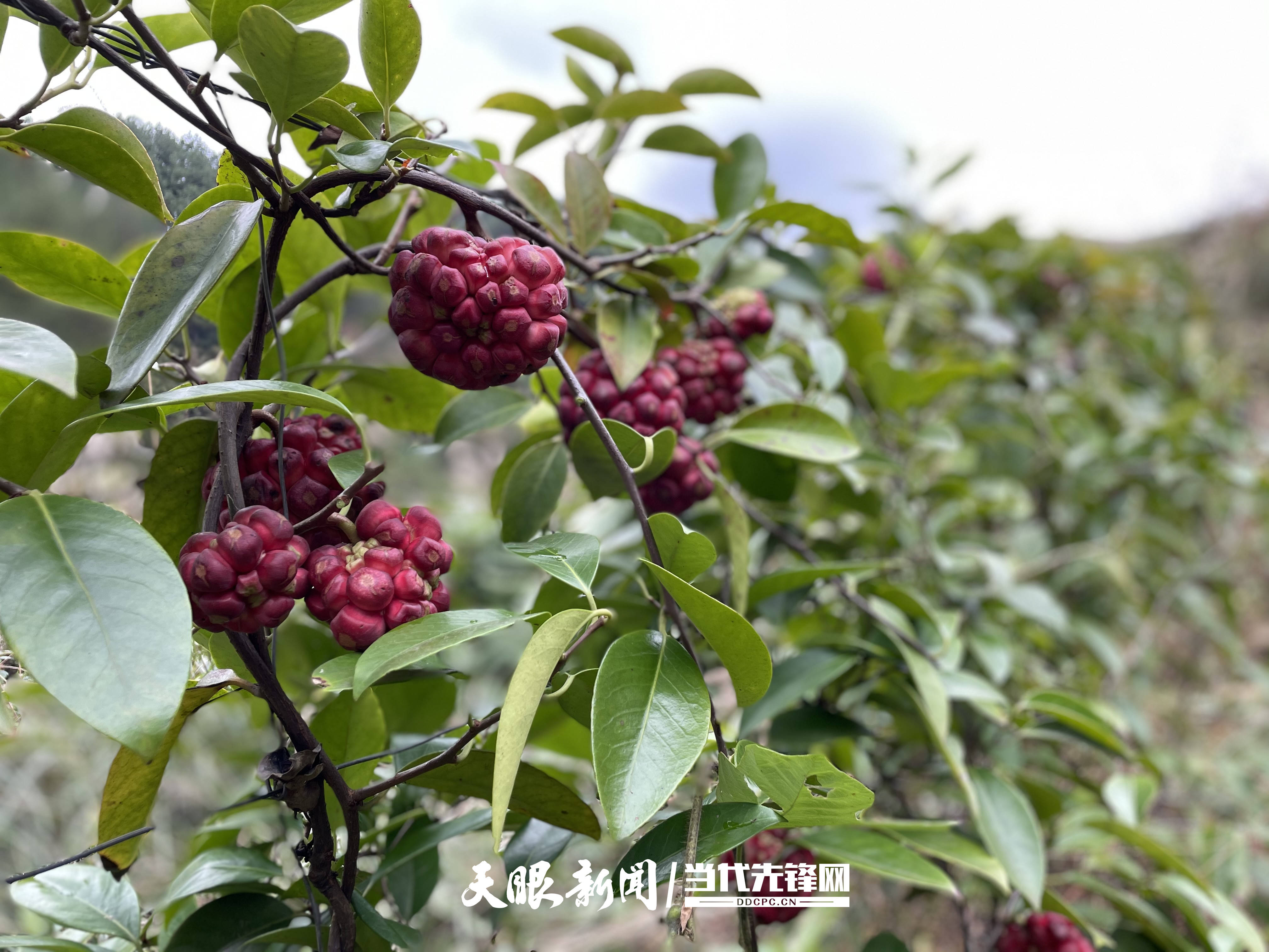 三穗县台烈镇一地两吃闯新路双果套种增产收