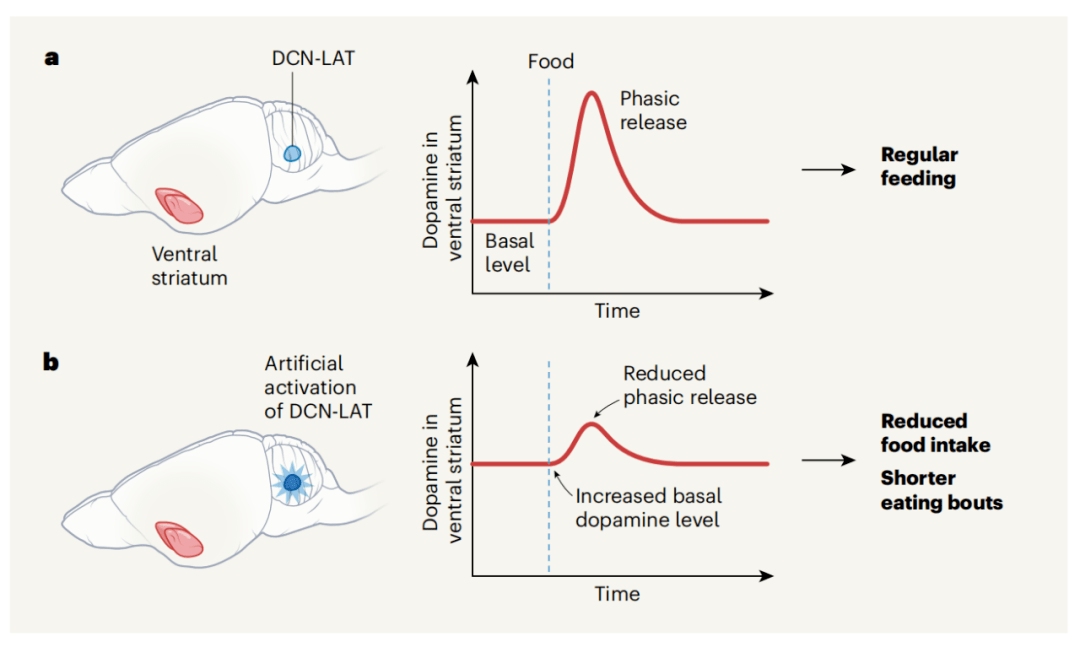 长肉|《自然》：小脑竟是干饭与长肉的平衡器！科学家首次在小脑中发现与抑制食欲相关的神经元，可“平衡”干饭之乐丨科学大发现