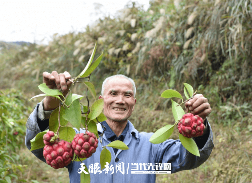 三穗县台烈镇一地两吃闯新路双果套种增产收