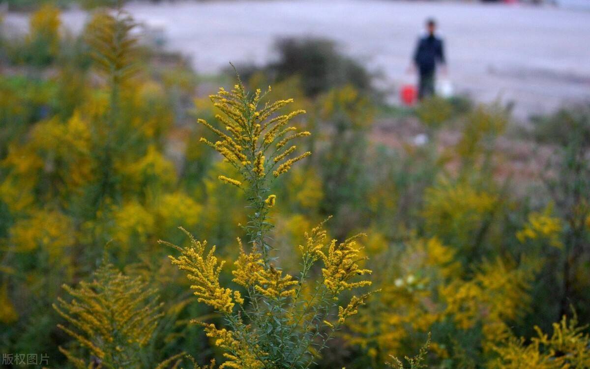 超10省发现加拿大一枝黄花！被全网通缉？能随手摘除吗？专家辟谣