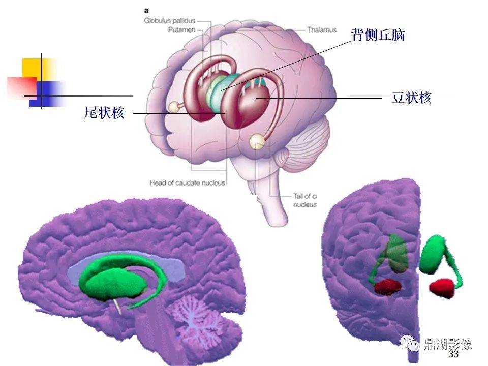 高清大腦解剖圖譜