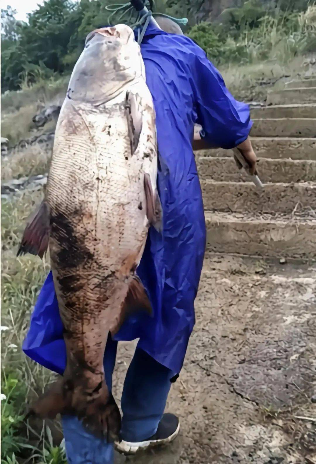 长江十年禁渔后三峡水库的鱼能有多大目前花鲢已超300斤