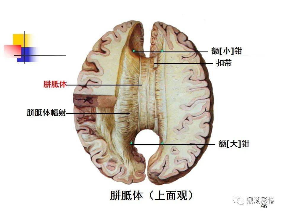 高清大脑解剖图谱