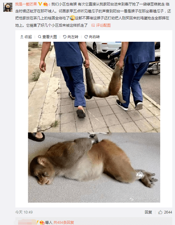女主播与山猴激斗,无奈报警却被其逃走_猴子闯30层住户家 和狗抢玩具