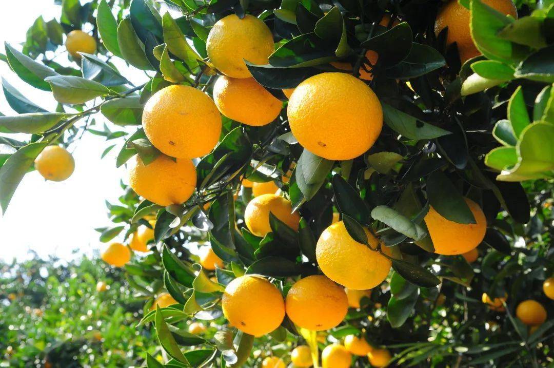 甜美乐火竹口镇首届甜桔柚文化节燃爆了