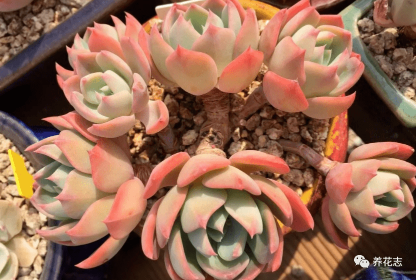 室内养这4样多肉植物 做好 基础 工作 盆栽过冬易 养护
