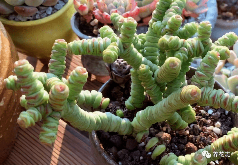 多肉怎么控养才能变肥 7496241ad7f040af90025197022e4bd0.png