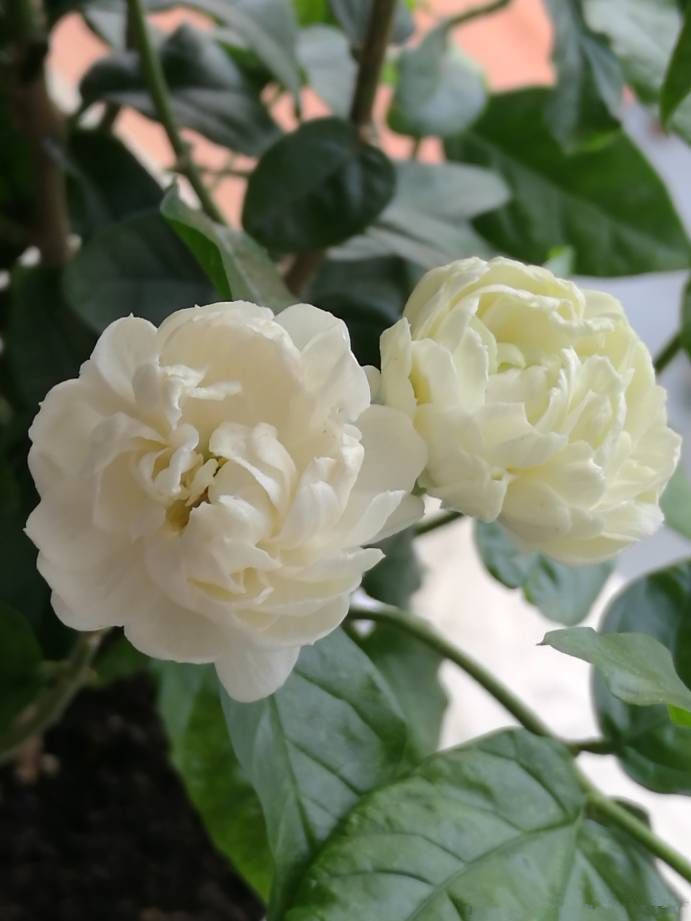 花型最美的茉莉花虎头茉莉花大香浓开花勤快