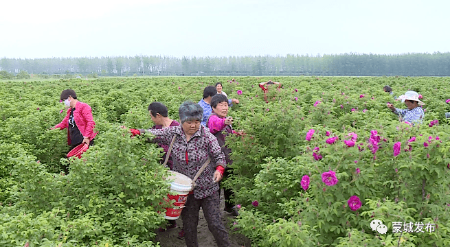 上海花卉种植基地地址