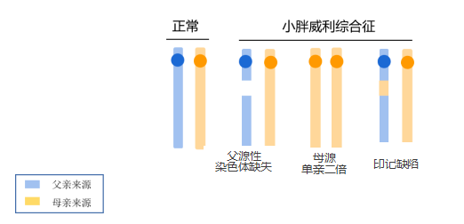 小胖威利綜合徵的病因02pws臨床症狀複雜,不同年齡階段表現不同,有隨