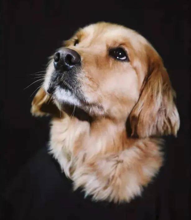 怎么使狗呕吐 185216538daf425b9566f291686872e1.jpeg