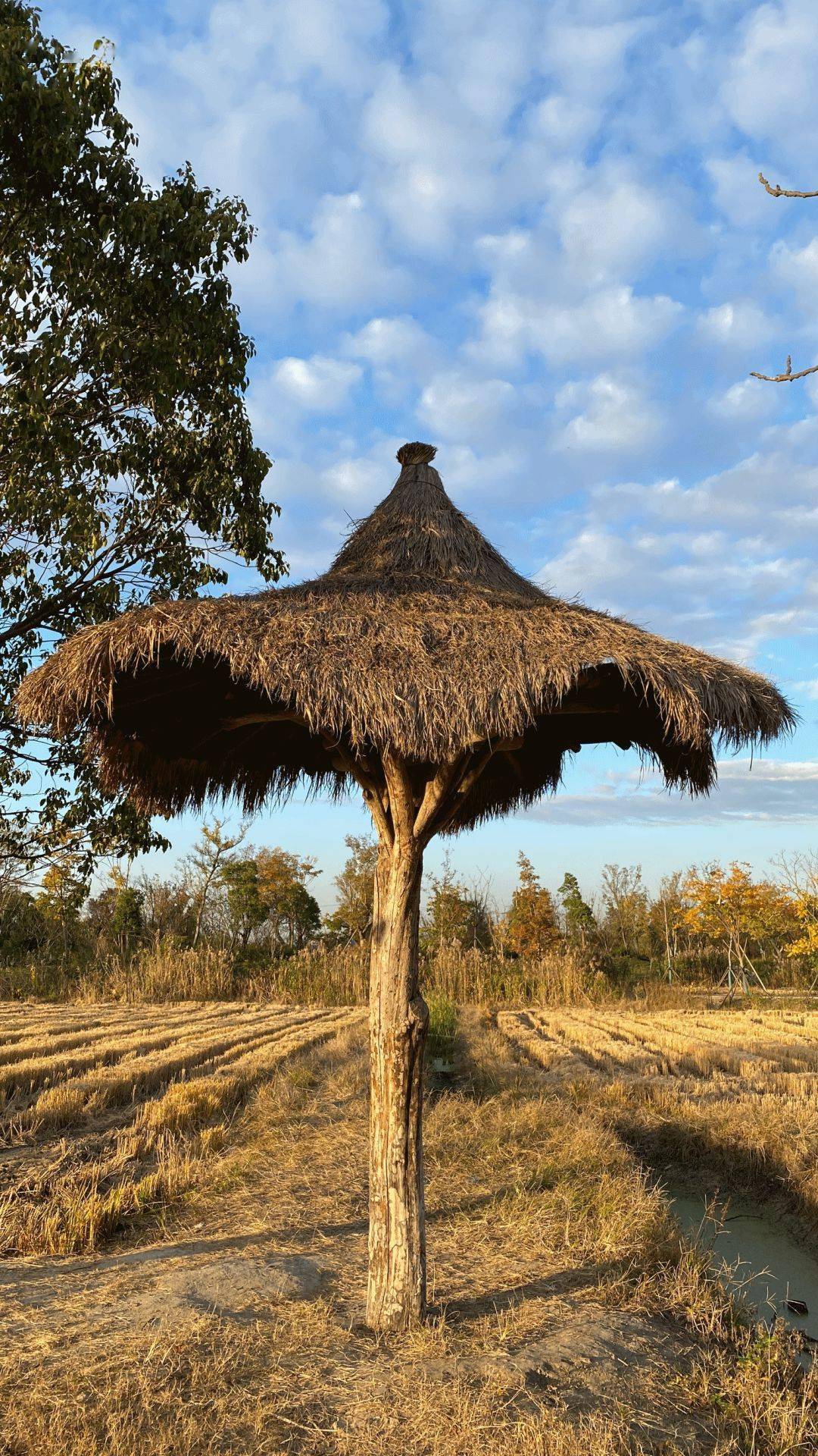 松江这座郊野公园简直就像个世外桃源