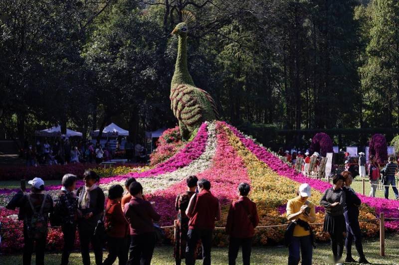 花展|5000多盆簕杜鹃化作孔雀，簕杜鹃花展广州白云山绚丽开幕