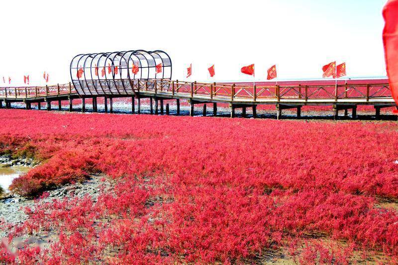 风景|去一个叫：辽宁盘锦的地方