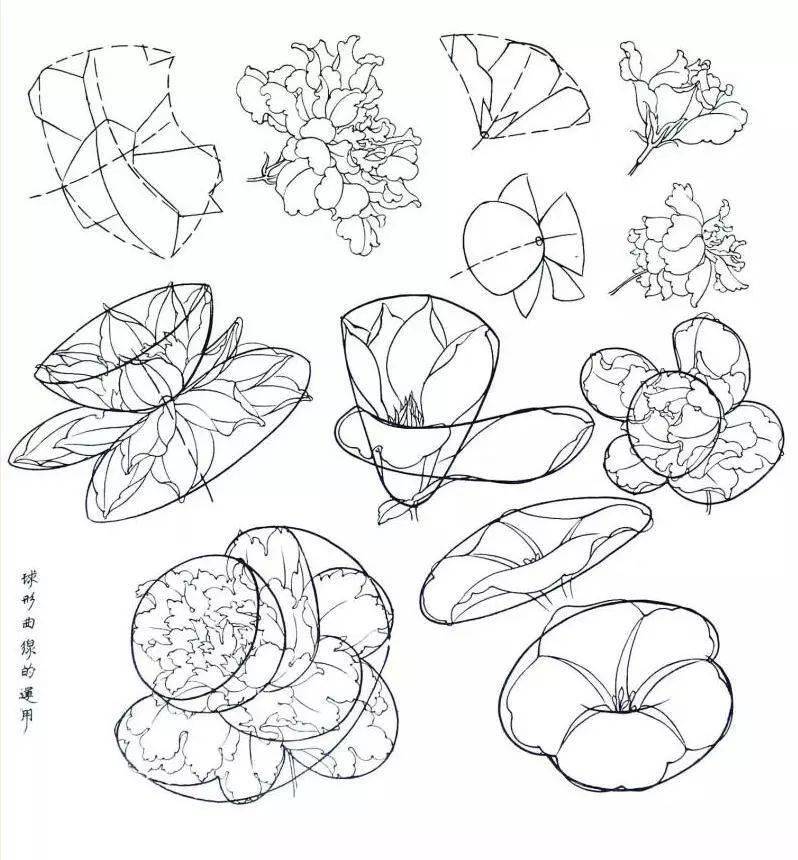 工笔花鸟白描写生要点