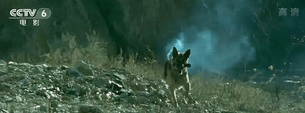 鹦鹉|圈内到底还有没有底线?