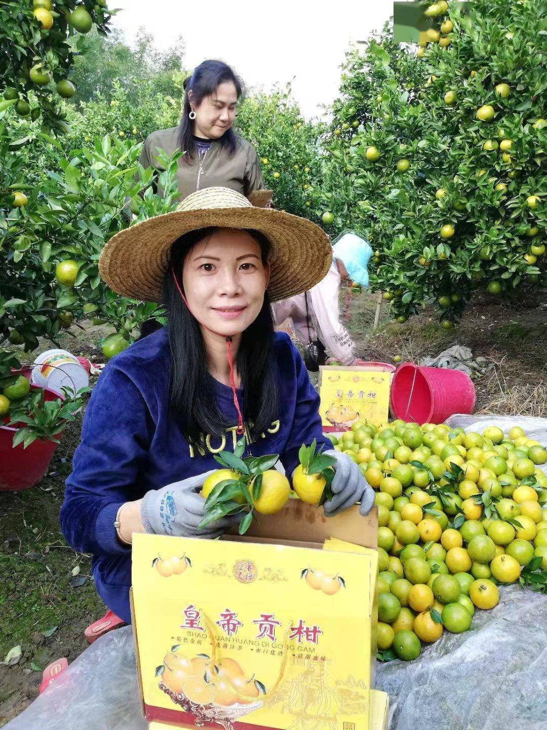 韶关仁化丹霞贡柑抢鲜上市